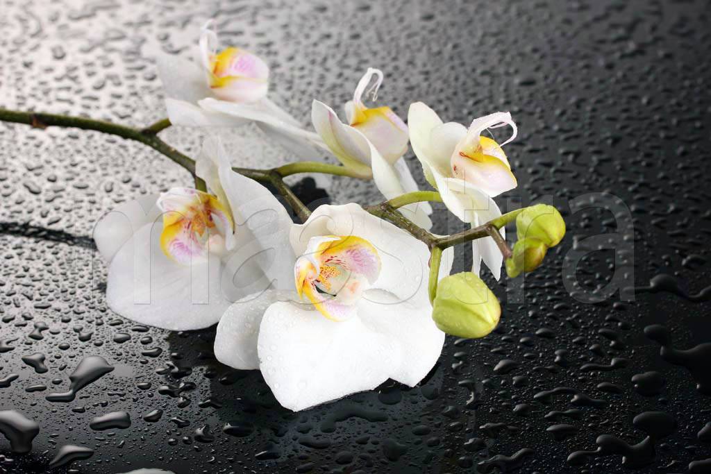 Фотообои Белая орхидея 3д